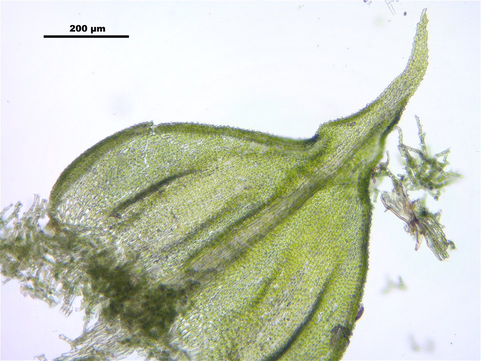 Thuidium delicatulum