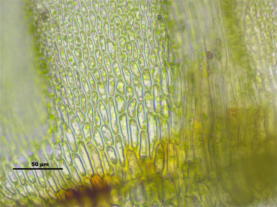 Thuidium delicatulum