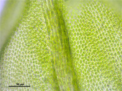 Thuidium delicatulum