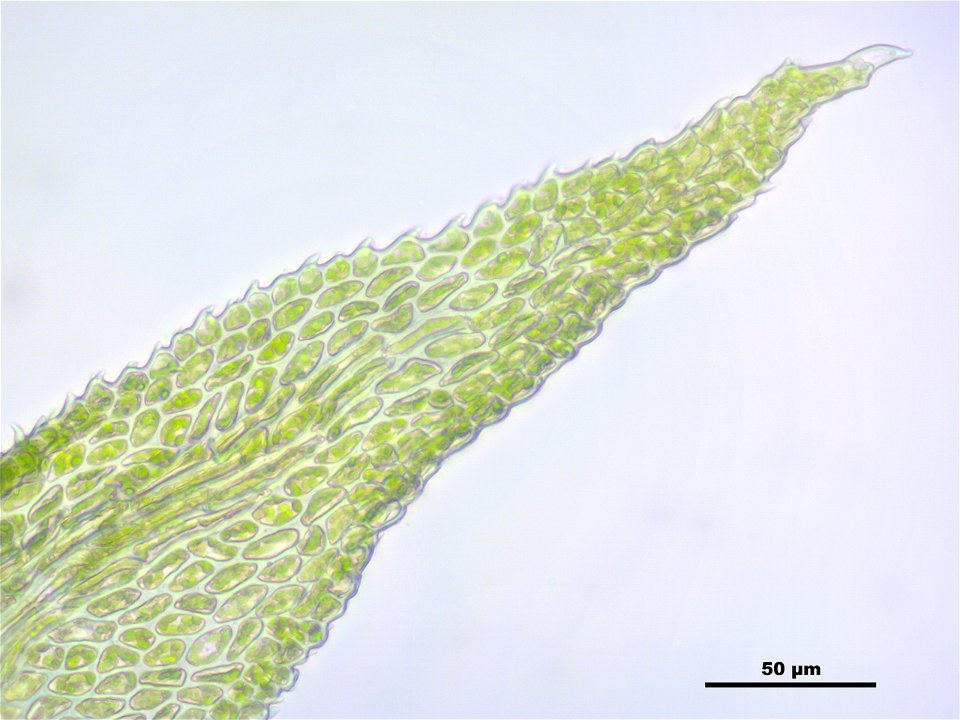 Thuidium delicatulum