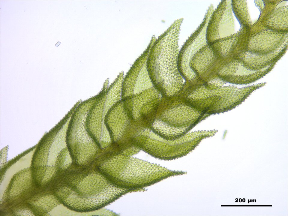 Thuidium delicatulum