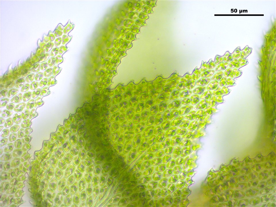 Thuidium delicatulum
