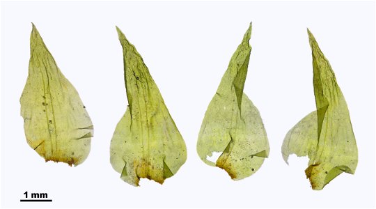 Hylocomiadelphus triquetrus