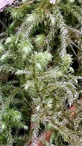 rough goose neck moss (Hylocomiadelphus triquetrus)