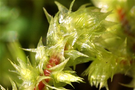 Rhytidiadelphus triquetrus