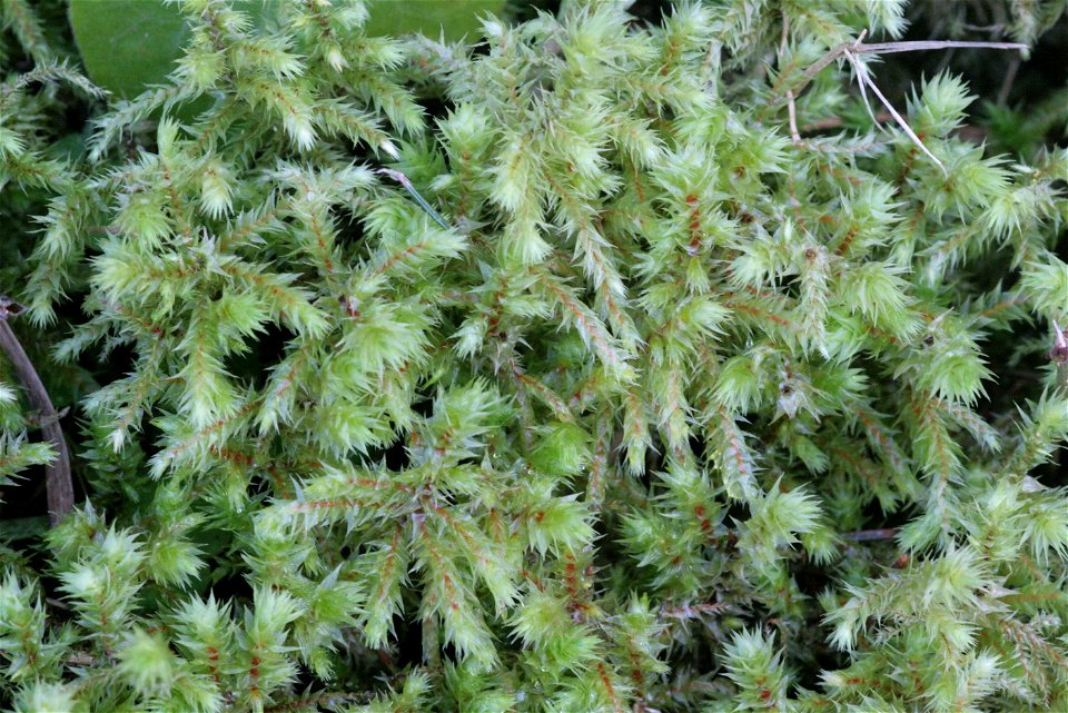 Rhytidiadelphus triquetrus
