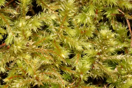 Rhytidiadelphus triquetrus