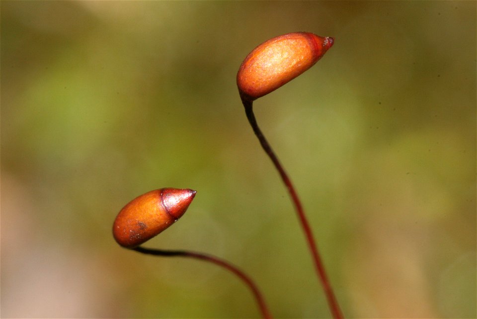 Rhytidiadelphus triquetrus