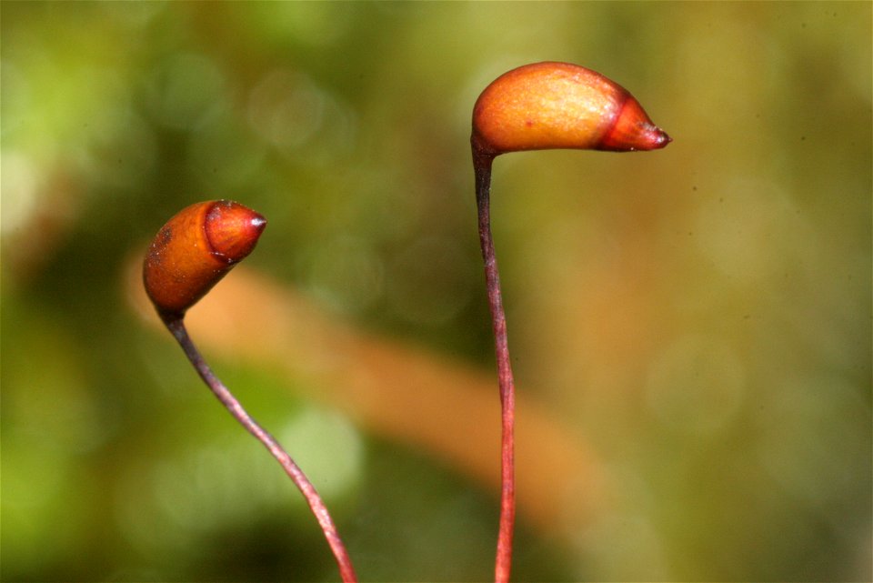 Rhytidiadelphus triquetrus