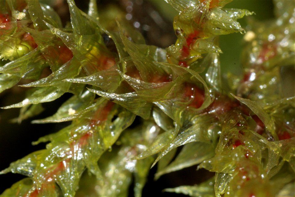 Rhytidiadelphus triquetrus