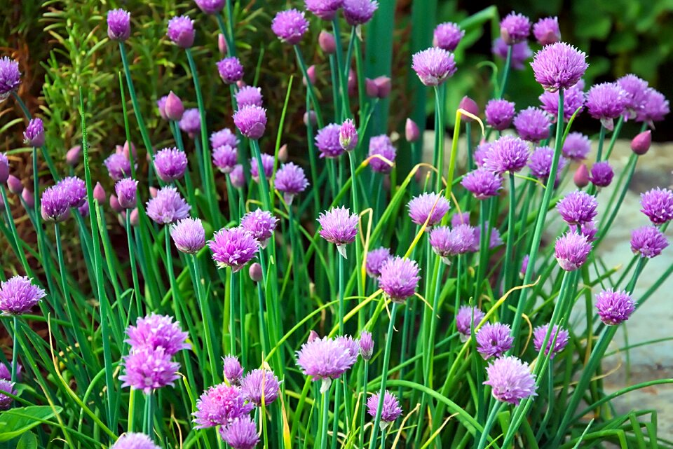 Chive flowers spring garden