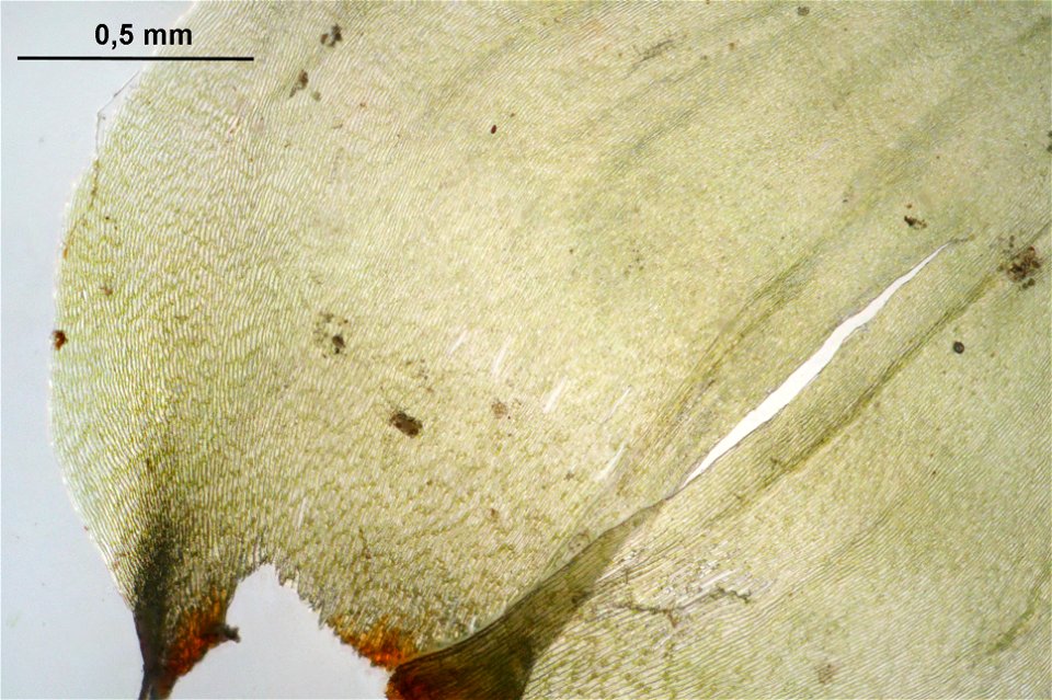 Rhytidiadelphus triquetrus