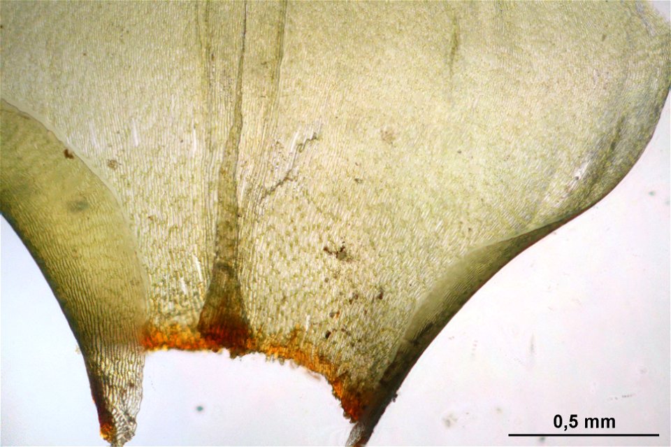 Rhytidiadelphus triquetrus