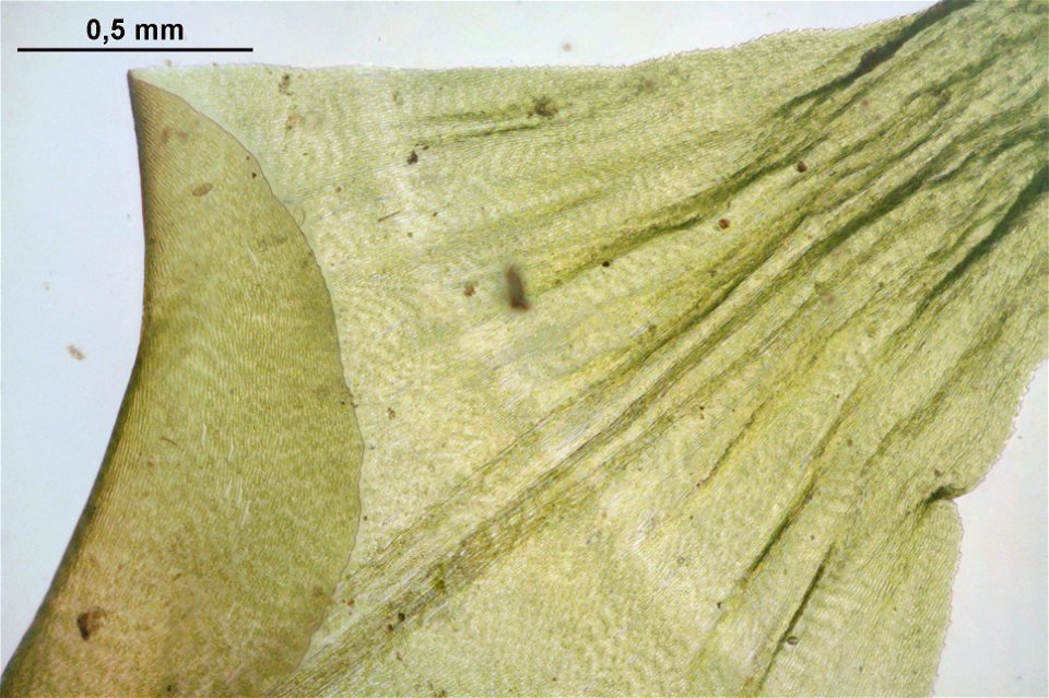 Rhytidiadelphus triquetrus