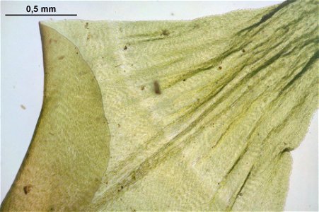 Rhytidiadelphus triquetrus