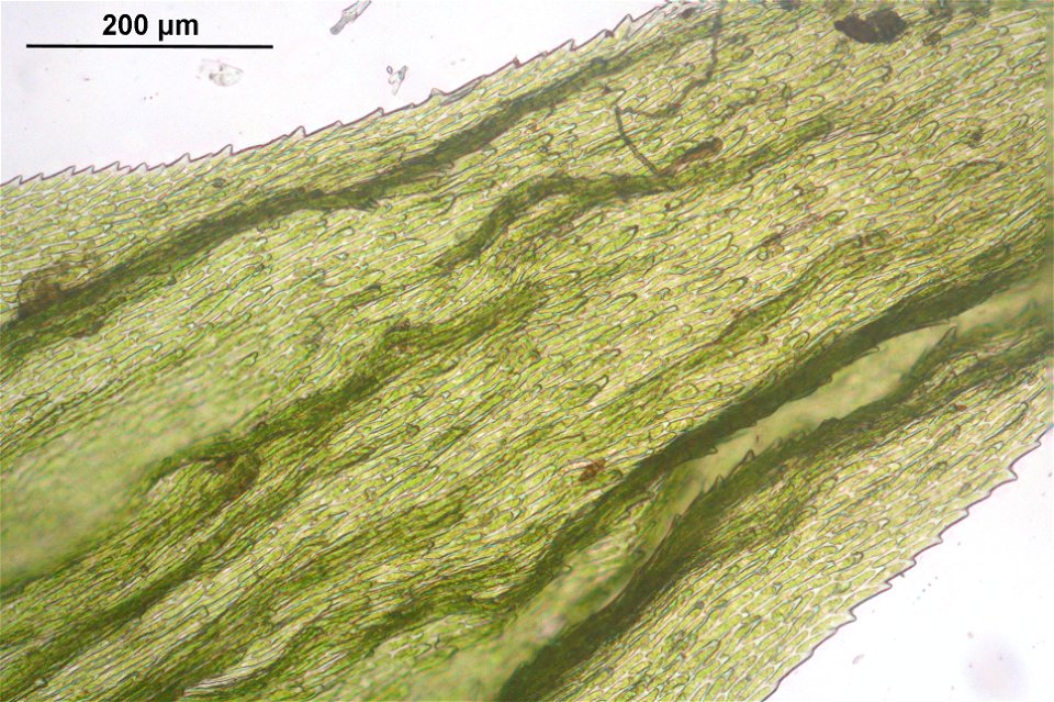 Rhytidiadelphus triquetrus