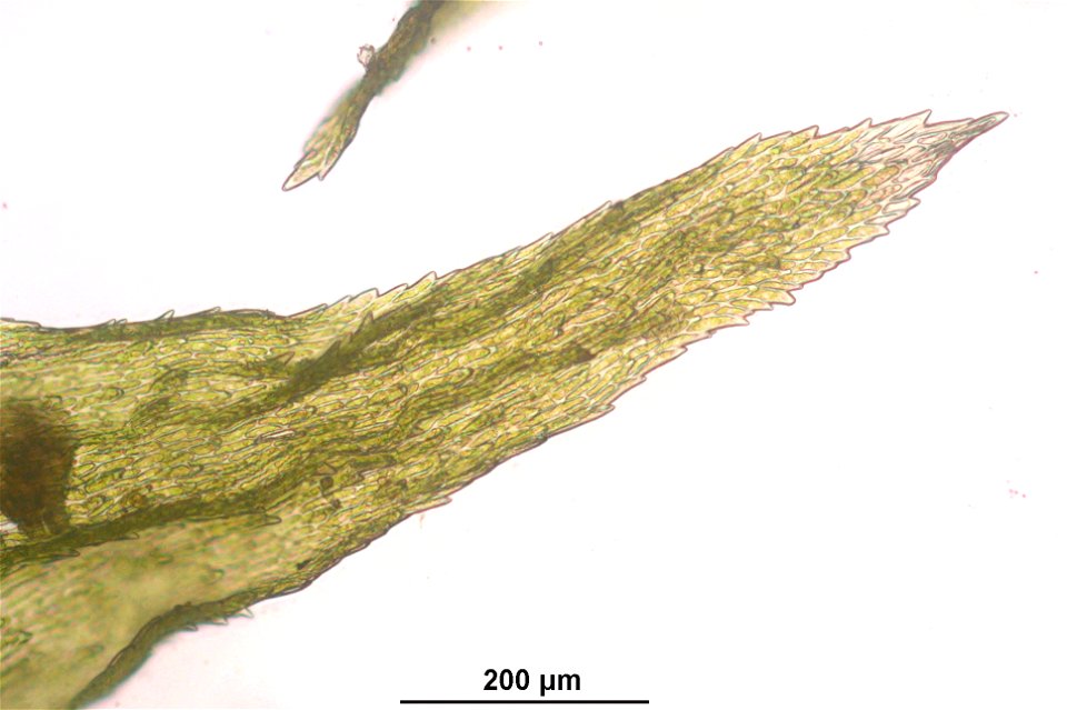 Rhytidiadelphus triquetrus