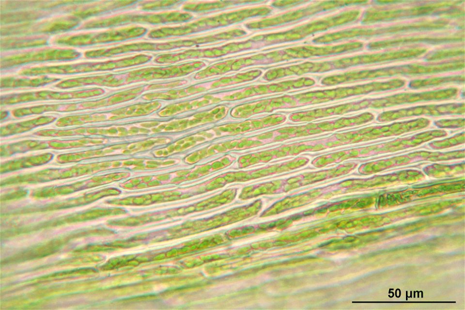 Rhytidiadelphus triquetrus