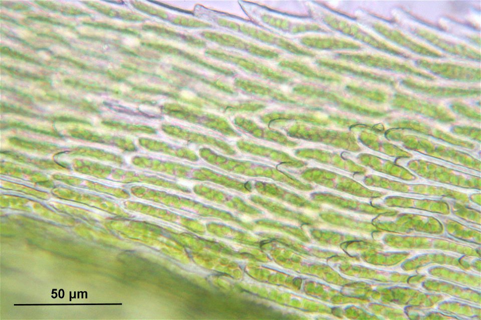 Rhytidiadelphus triquetrus
