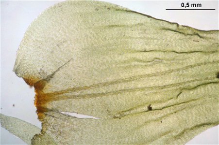 Rhytidiadelphus triquetrus