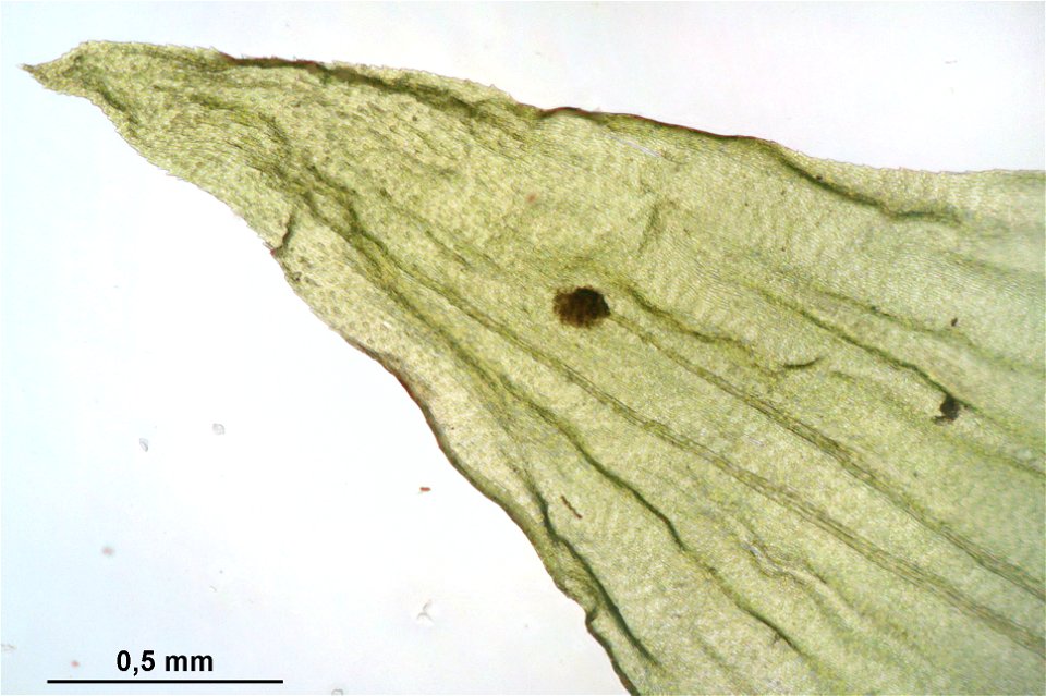 Rhytidiadelphus triquetrus