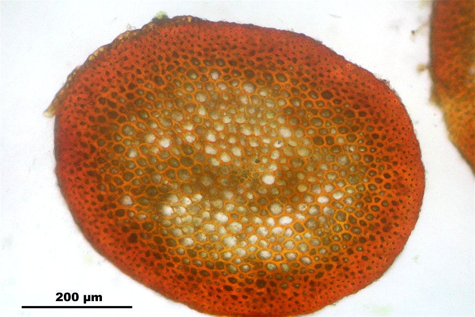 Rhytidiadelphus triquetrus