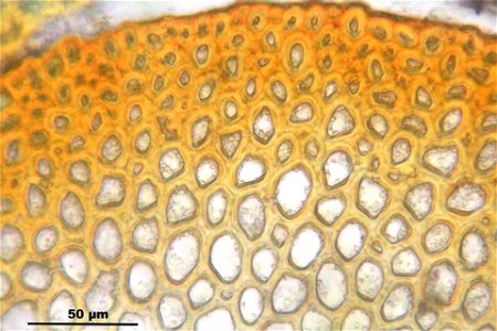 Rhytidiadelphus triquetrus