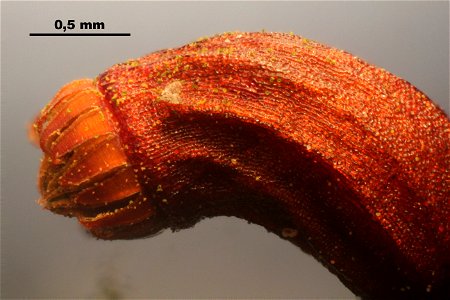 Rhytidiadelphus triquetrus