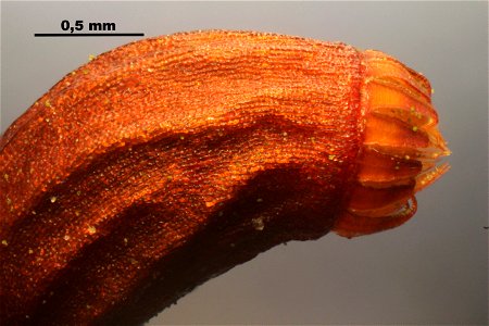 Rhytidiadelphus triquetrus
