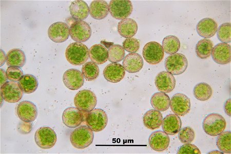 Rhytidiadelphus triquetrus