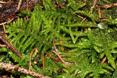Pseudoscleropodium purum