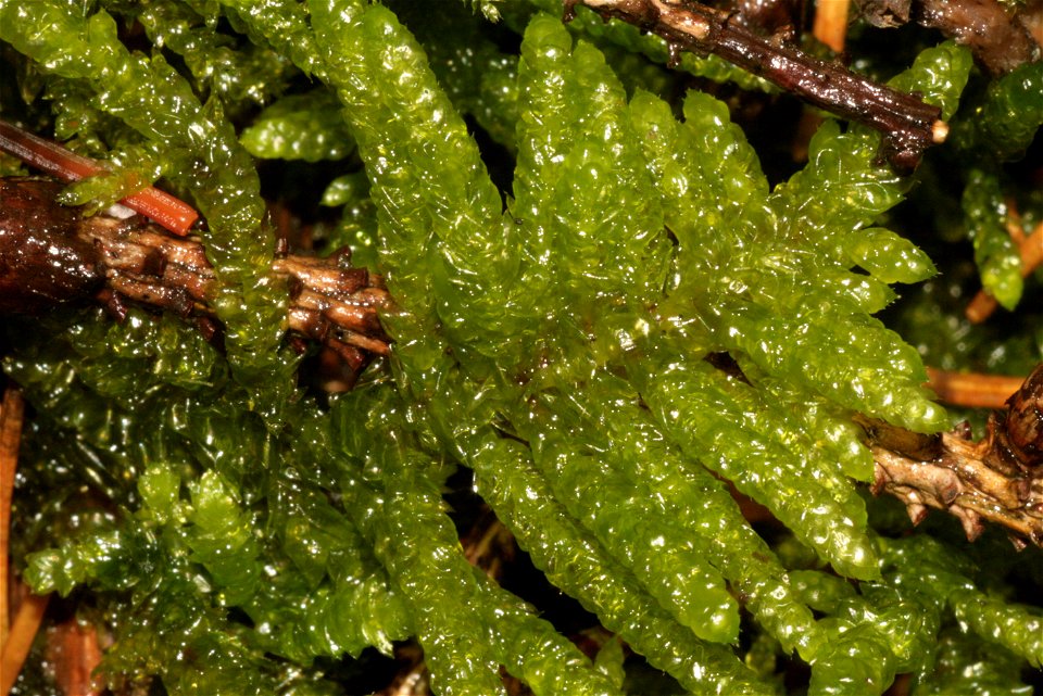 Pseudoscleropodium purum