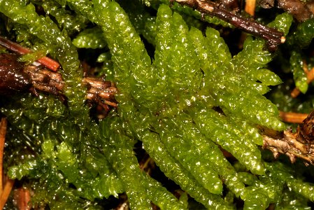 Pseudoscleropodium purum