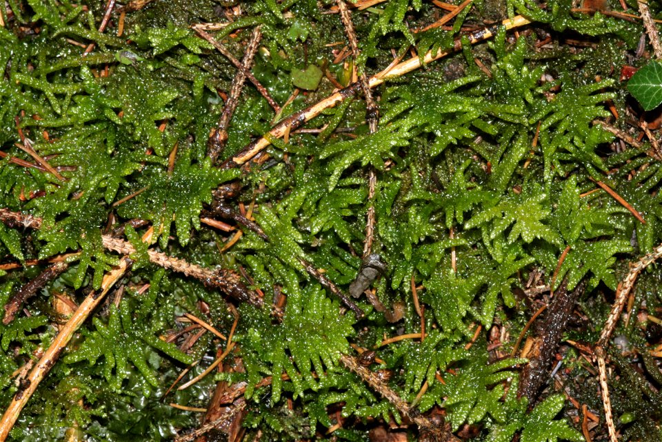 Pseudoscleropodium purum