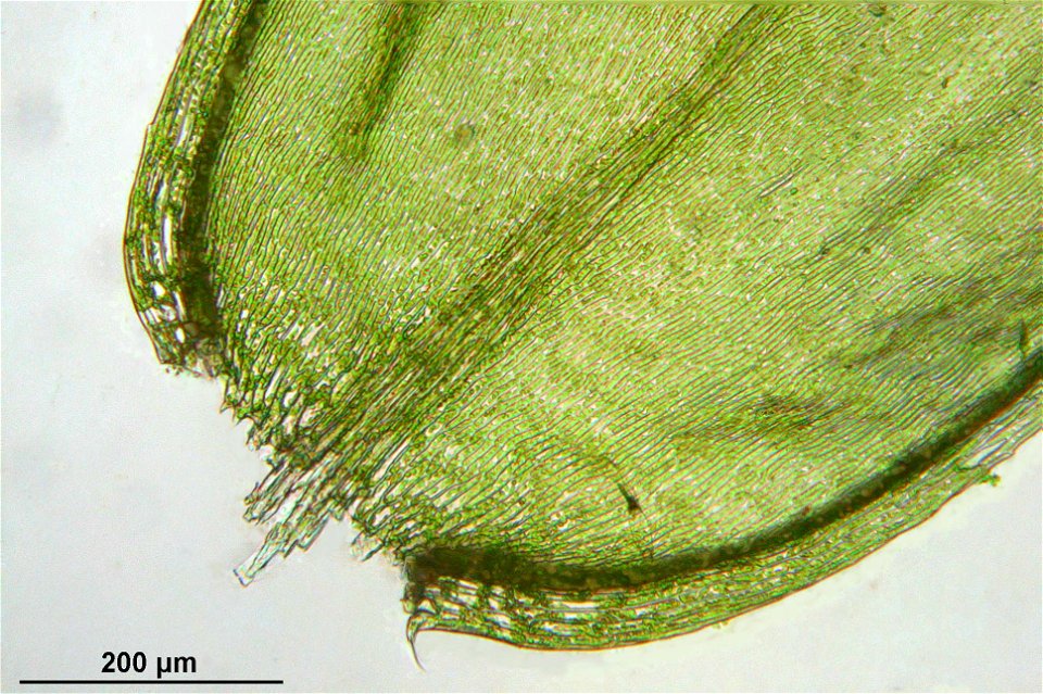 Pseudoscleropodium purum