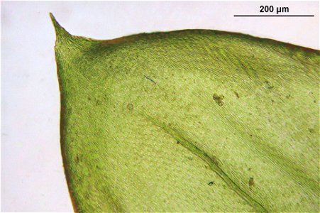 Pseudoscleropodium purum