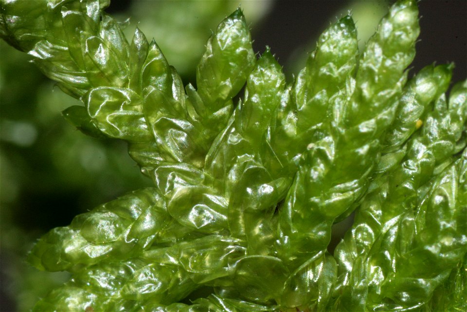Pseudoscleropodium purum