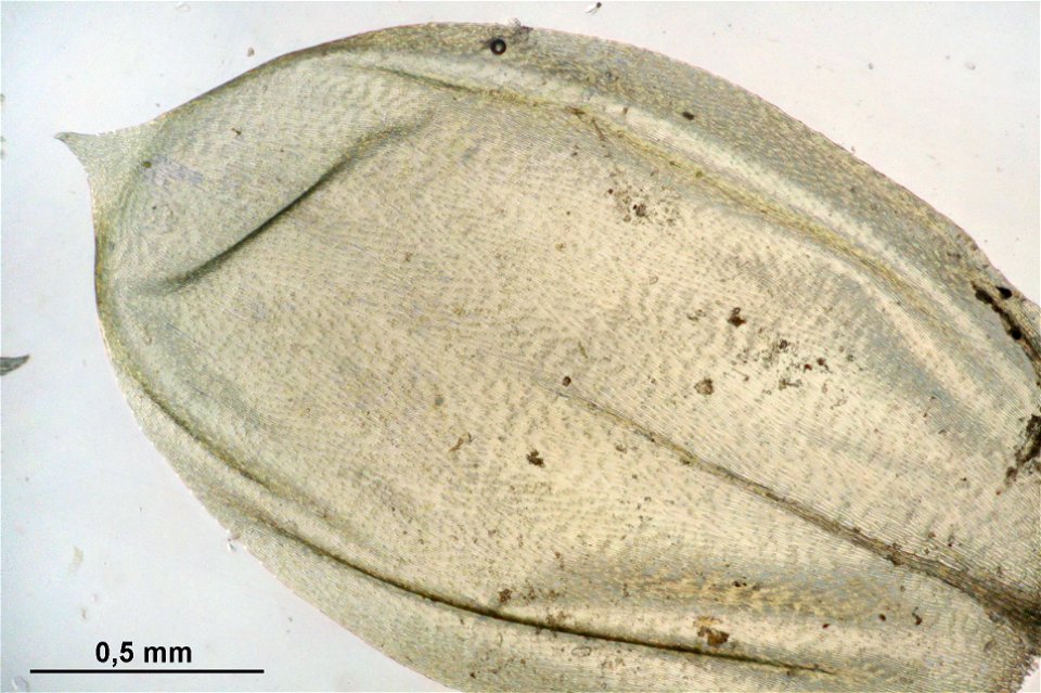 Pseudoscleropodium purum