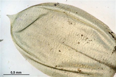 Pseudoscleropodium purum