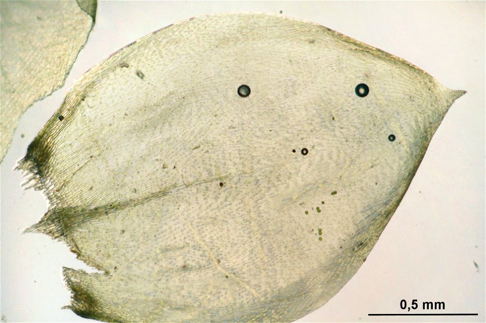 Pseudoscleropodium purum