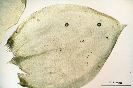 Pseudoscleropodium purum