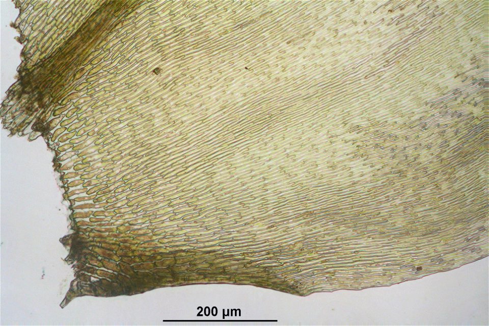 Pseudoscleropodium purum