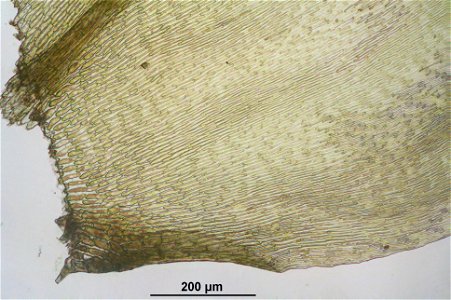 Pseudoscleropodium purum