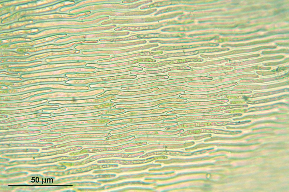 Pseudoscleropodium purum