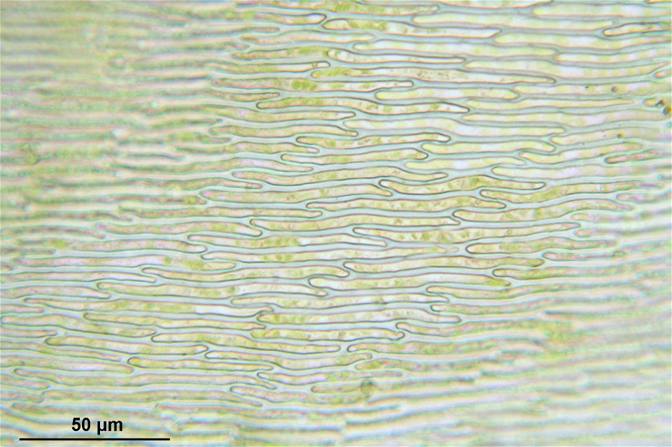 Pseudoscleropodium purum