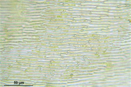 Pseudoscleropodium purum
