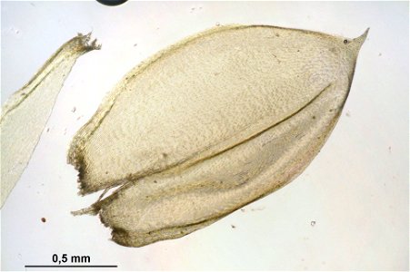 Pseudoscleropodium purum