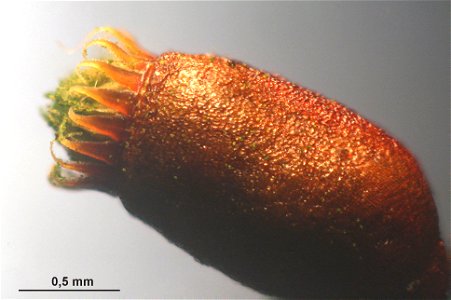 Pseudoscleropodium purum