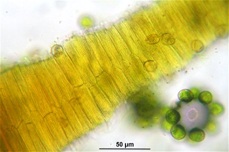 Pseudoscleropodium purum