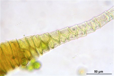 Pseudoscleropodium purum